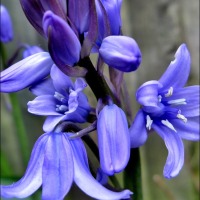 Some People Don’t Like Spanish Bluebells