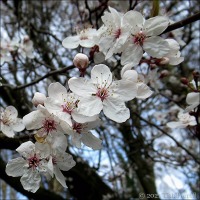 "Loveliest Of Trees, The Cherry Now...