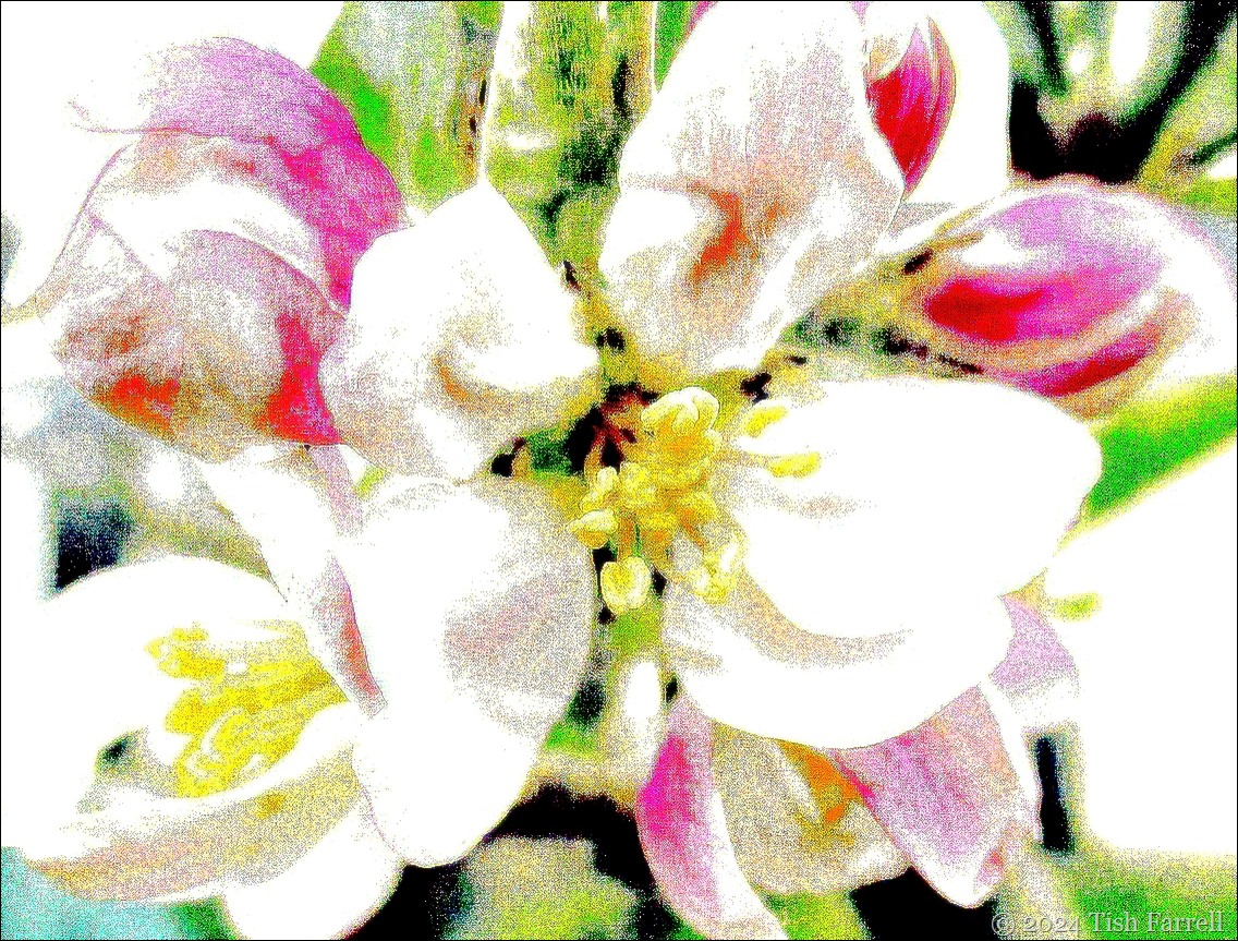 apple blossom abstract