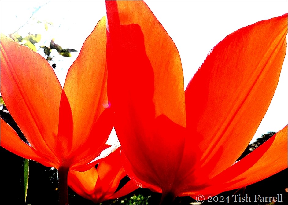 tulips abstract